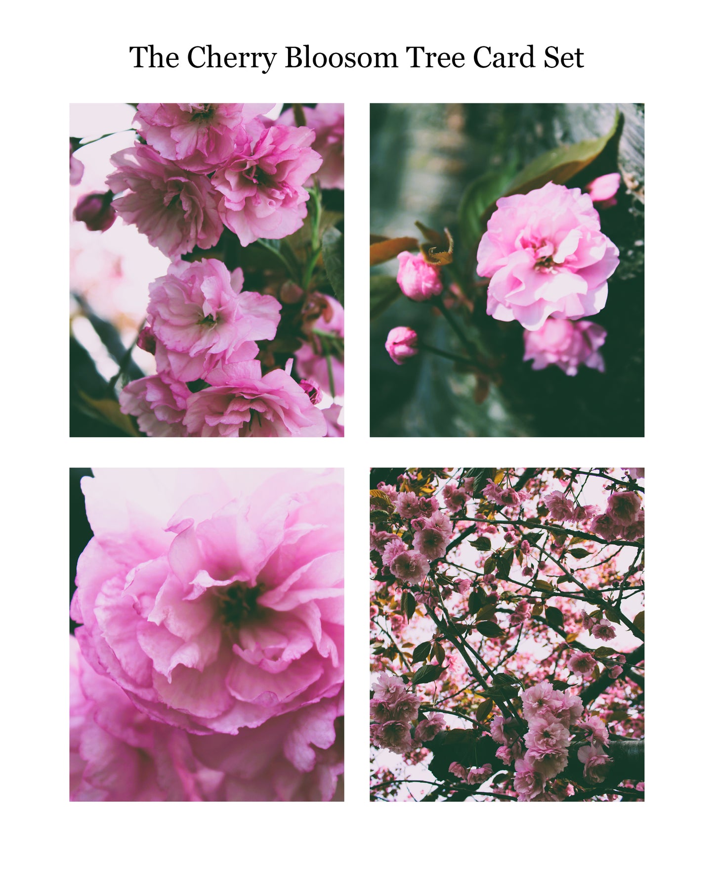 The Cherry Tree Greeting Card Set