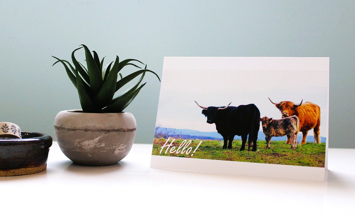 Hello-Highland/Cow Cards-10 cards/pack