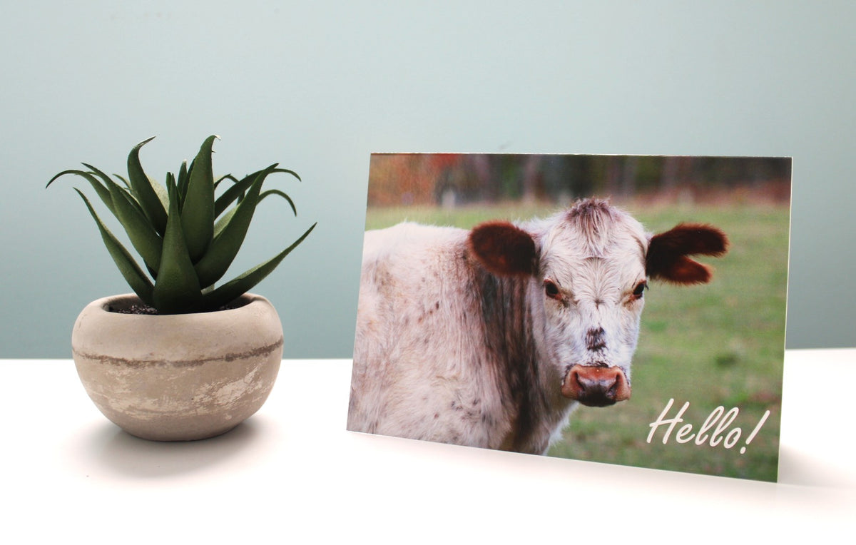 Hello-Highland/Cow Cards-10 cards/pack