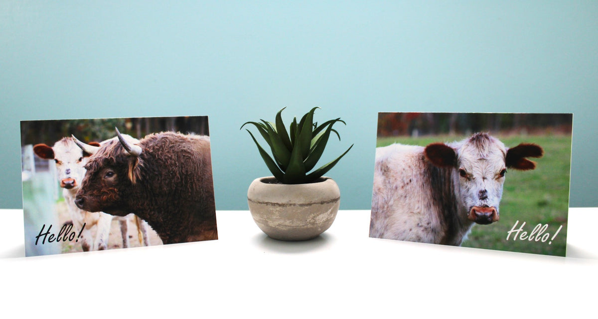 Hello-Highland/Cow Cards-10 cards/pack
