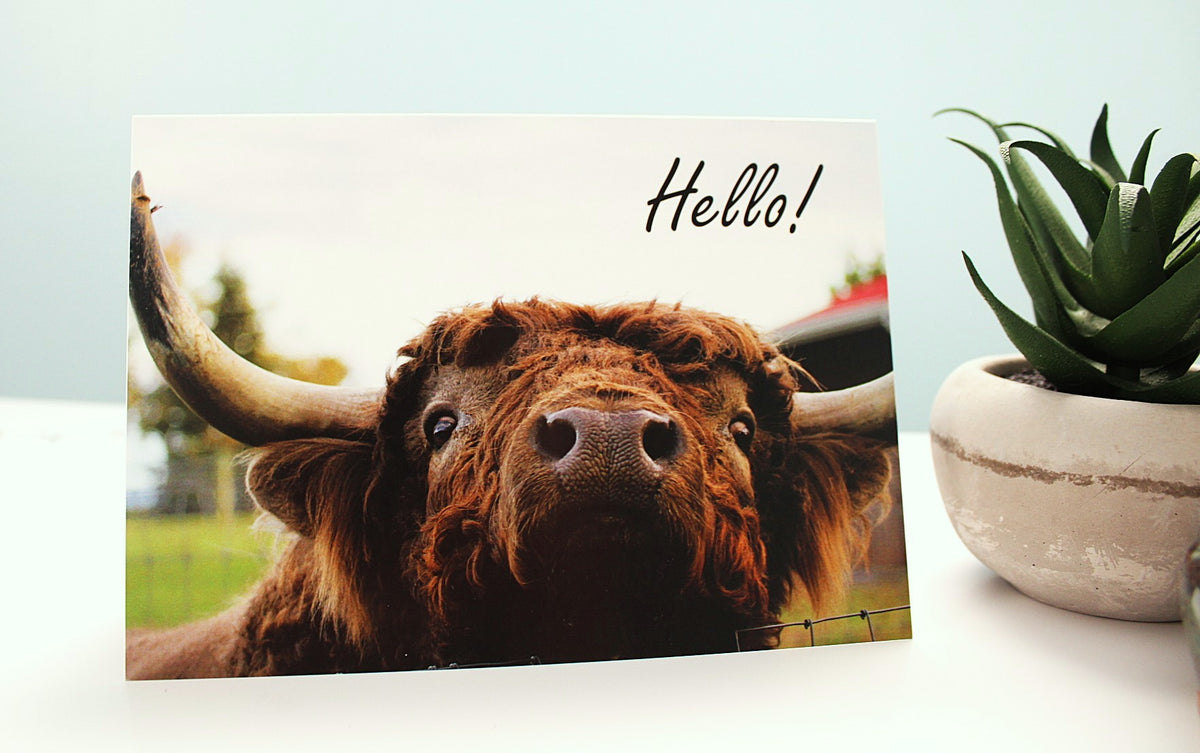 Hello-Highland/Cow Cards-10 cards/pack
