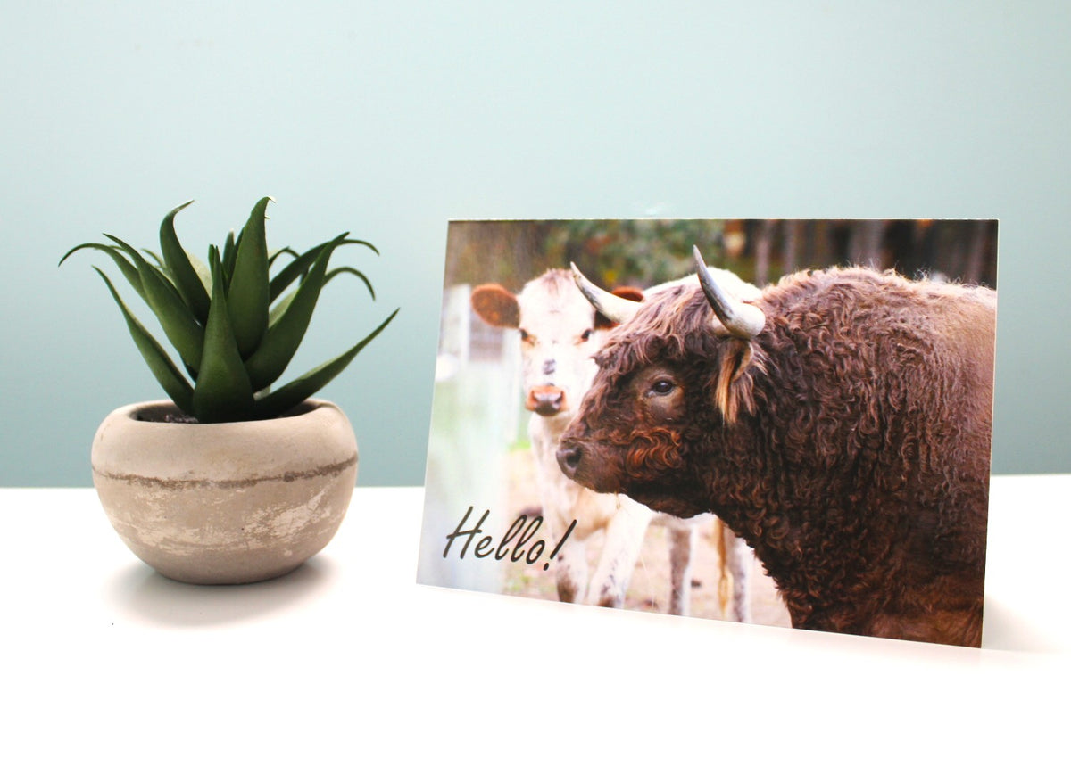 Hello-Highland/Cow Cards-10 cards/pack