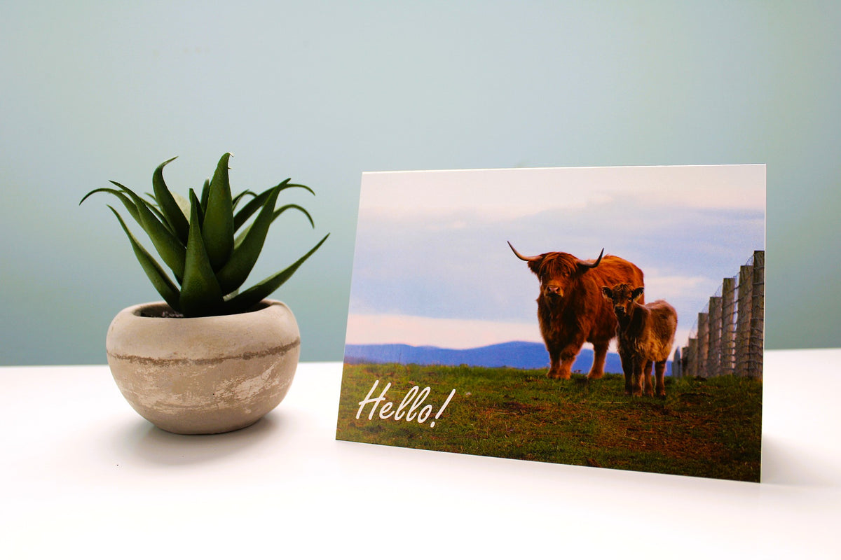 Hello-Highland/Cow Cards-10 cards/pack